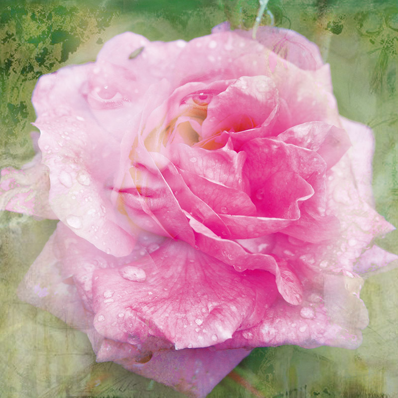 Bildtitel: „Rose“ Acryldruck und Ölmalerei auf Leinwand aus der Bilderserie „Blumenessenzen“ von Mirja Lang
