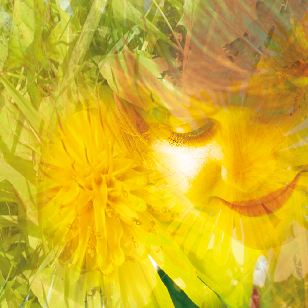 Bildtitel: „Löwenzahn“ Kunstdruck auf Leinwand aus der Bilderserie „Blumenessenzen“ von Mirja Lang
